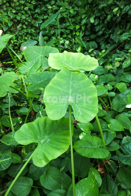 식물,풀,풀잎,잎,잎사귀,초록,열대식물,온실,식물원,초목,식물,자연,plants,nature