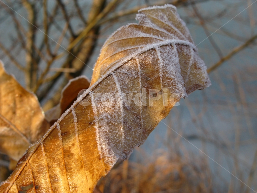 겨울,성애,얼음,나뭇잎,찬겨울,겨울,계절,winter,season,식물,자연,plants,nature
