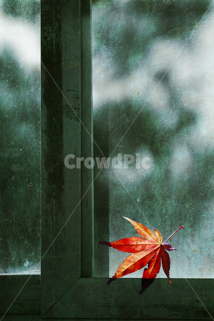 가을,빈티지,감성,단풍잎,창문,윈도우,프레임,fall,autumn,leave,window,glass,vintage,flame,가을분위기,가을감성,가을느낌,시즌,계절,10월,11월,가을서정,추억,회상,기억,메모리,시간,memory,remember,feeling,sensible,emotion,서정,감정,느낌,잎새,메이플,maple,마지막잎새,레드,빨강색,먼지,흐릿한,아스라한,흔적,가을,계절,fall,autumn,season,감성,sensible,feeling,leaf,잎,plant,식물,tree,나무