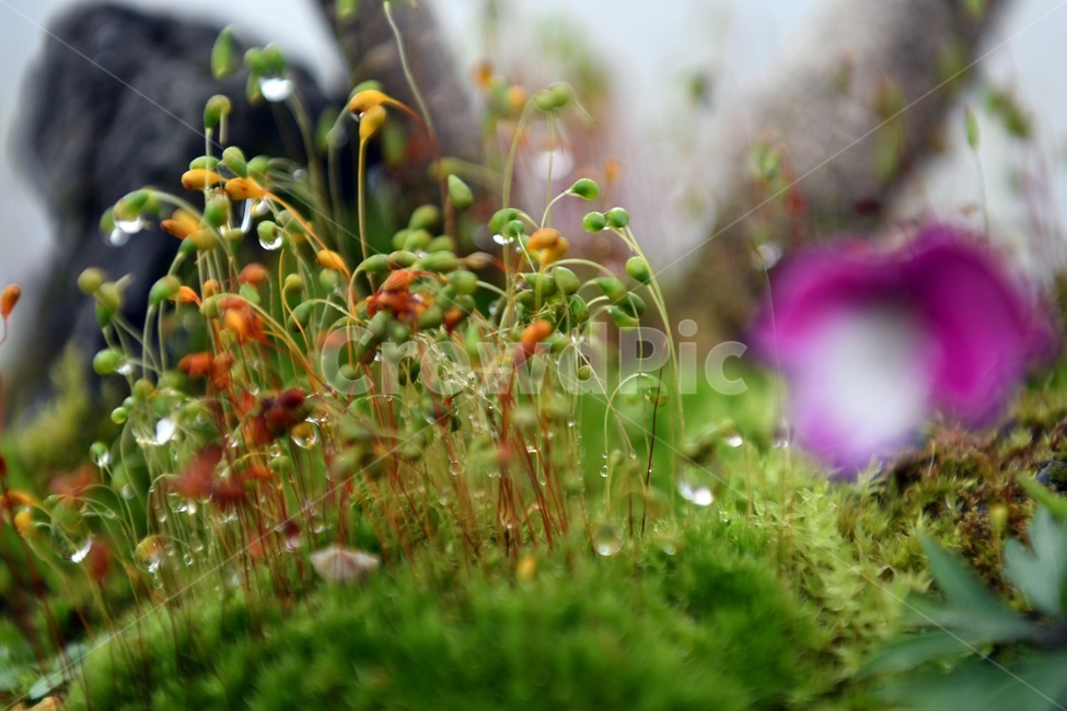 식물,꽃,감성사진,자연,flower,꽃사진,봄,봄꽃,계절,빗방울,비,감성,4월,spring,힐링,자연풍경,풍경,봄,계절,spring,season,식물,자연,plants,nature,plant,moss,이끼