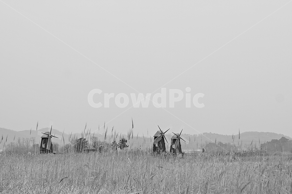 풍차,갈대,자연배경,바람,겨울,억새,잡초,가을,계절,fall,autumn,season,자연,풍경,nature,landscape,흑백,모노톤,monochrome,black and white,산업,industry,industrial,에너지산업,energy industry,outdoors,옥외,rural,농촌