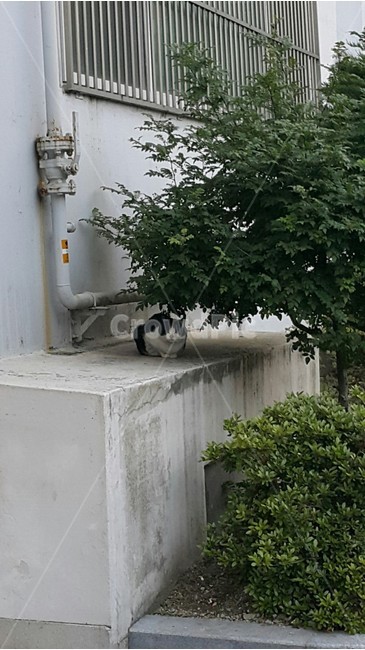 들고양이,고양이,길고양이,cat,휴식,동물,animal,rest