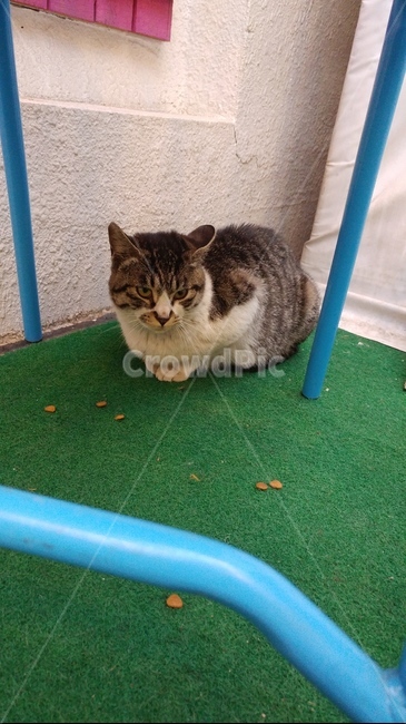 동물,고양이,힐링,길고양이,cat