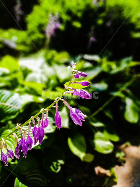 꽃,여름,꽃잎,햇빛,flower