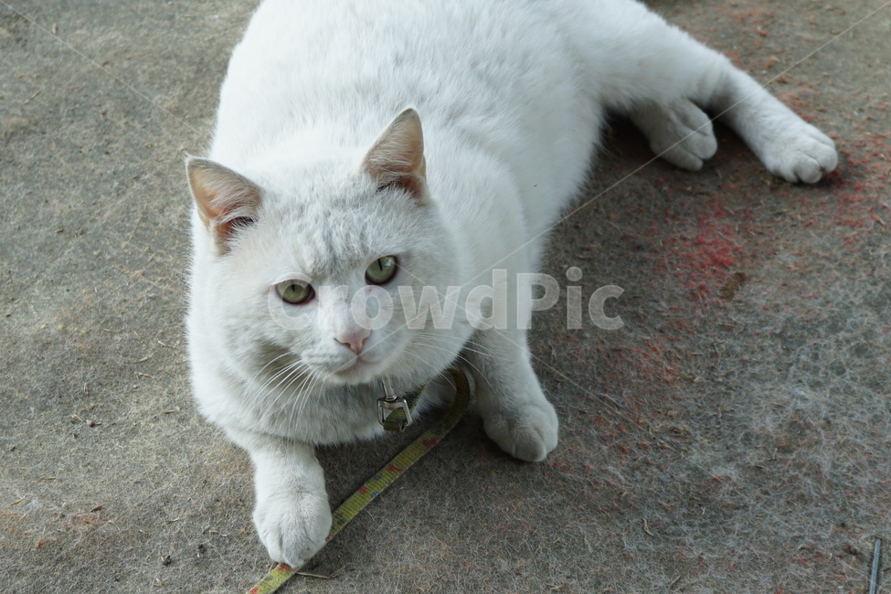 cat,고양이,동물,포유류,pet,동물,animal,포유류,mammal,고양이,cat,kitten,kitty