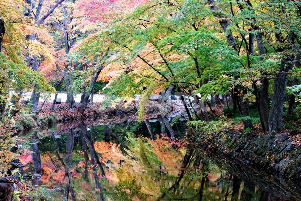 가을,단풍,낙엽,나무,자연,식물,풍경,자연풍경,감성,계곡물,그림자,노란색,초록색,빨간색,trees,nature,autumn,yellow,green,red,가을,계절,fall,autumn,season,자연,풍경,nature,landscape,tree,plant