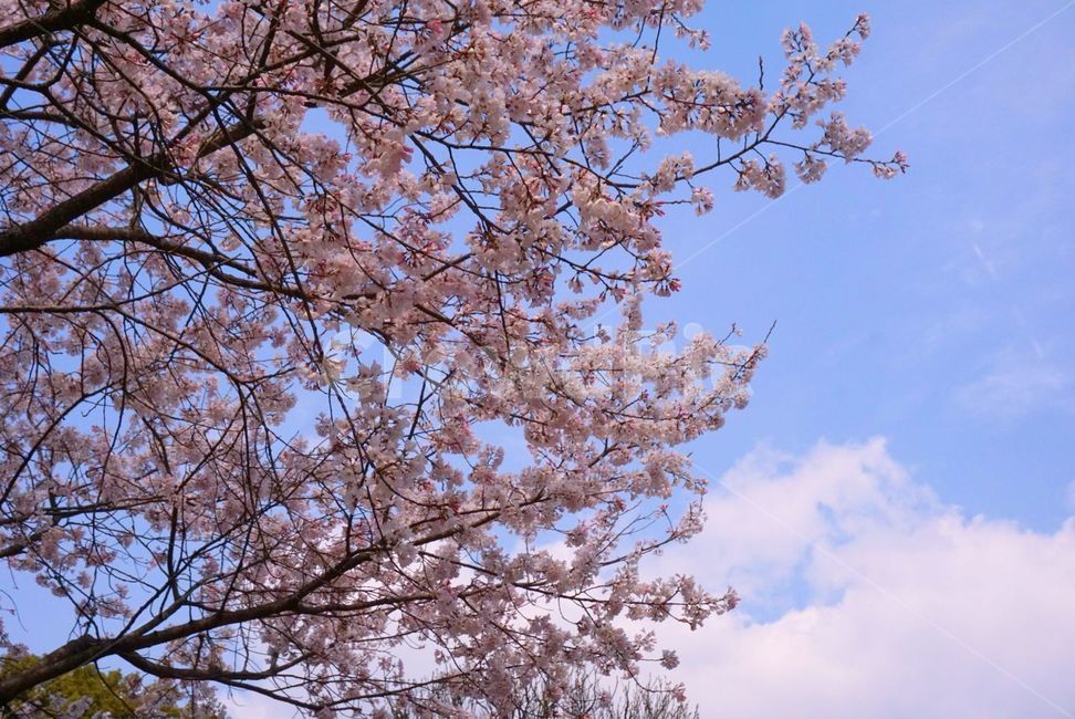 plant,식물,blossom,꽃,cherryblossom,벚꽃,flower,하늘,풍경,식물,자연,plants,nature,꽃,flower,나무,trees,wood
