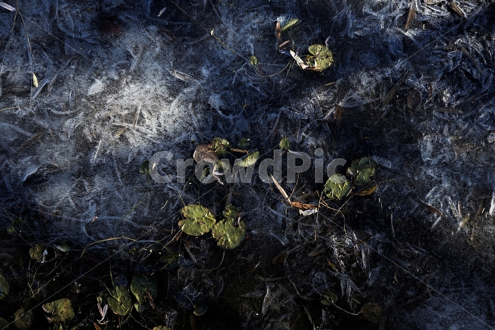 겨울,연못,물,얼음,식물,자연,winter,ice,cold,pond,freeze,leaves,plant,nature,season,sunlight,lonely,solitary,lonesome