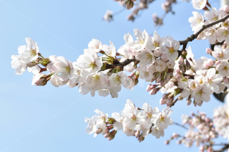 꽃,벚꽃,나무,꽃나무,봄,꽃봉오리,하늘,나들이,식물,자연,plants,nature,봄,계절,spring,season,꽃,flower,plant