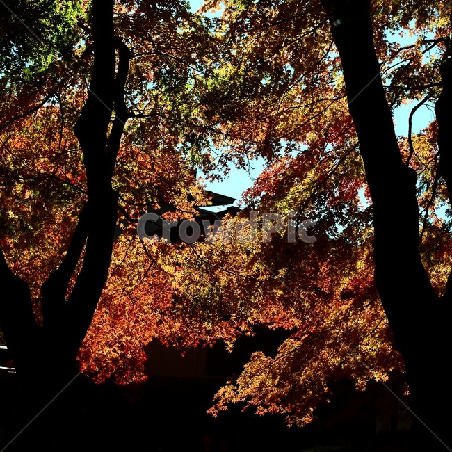 해외,단풍,일본,감성사진,가을,가을,계절,fall,autumn,season,식물,자연,plants,nature,나무,trees,wood,tree,plant,tree trunk,나무 줄기