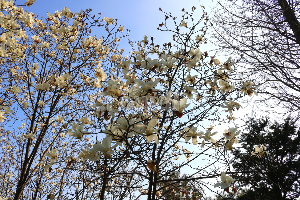 목련,꽃,목련꽃,나무,식물,흰꽃,봄,자연,식물,자연,plants,nature,꽃,flower