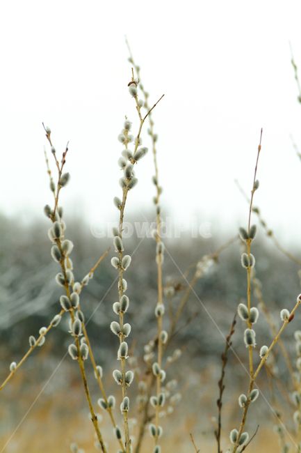 갯버들,버들가지,겨울,봄소식,입춘,겨울식물,겨울모습,겨울눈,겨울,계절,winter,season,식물,자연,plants,nature