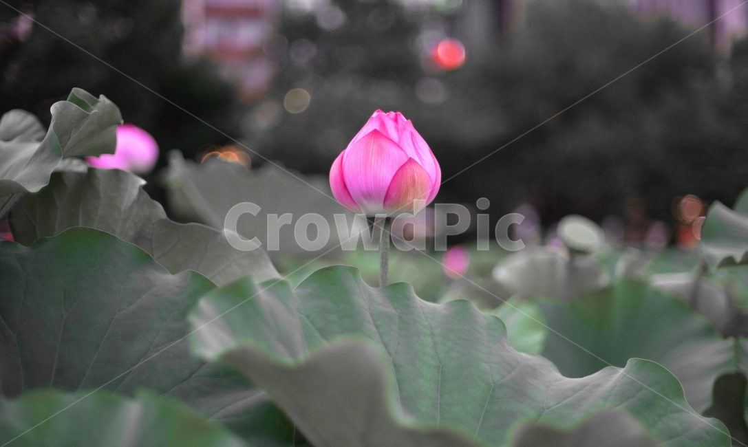 연꽃,꽃,식믈,자연,풍경,접사,연잎,식물,자연,plants,nature,꽃,flower