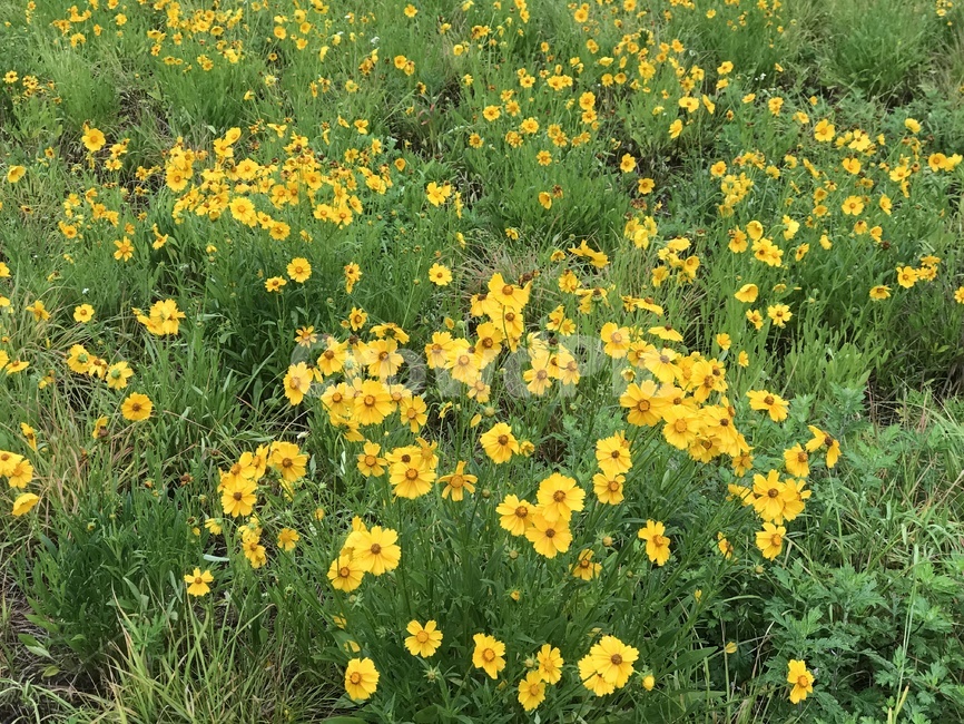 탄천,배경,바탕화면,자연,꽃,노란색