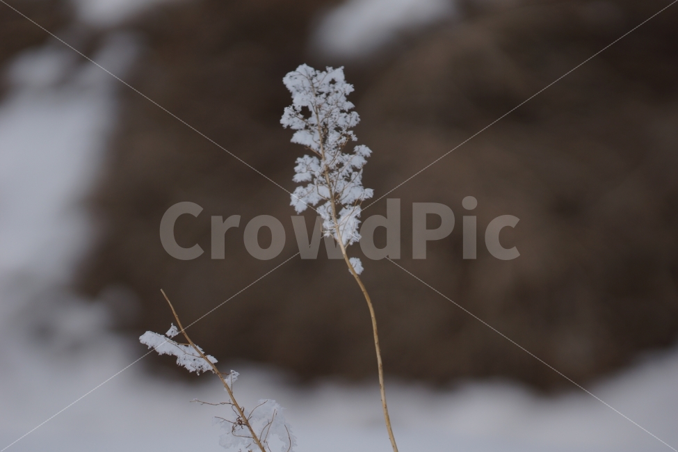 눈,눈꽃,풍경,겨울,감성,겨울,계절,winter,season,식물,자연,plants,nature,꽃,flower