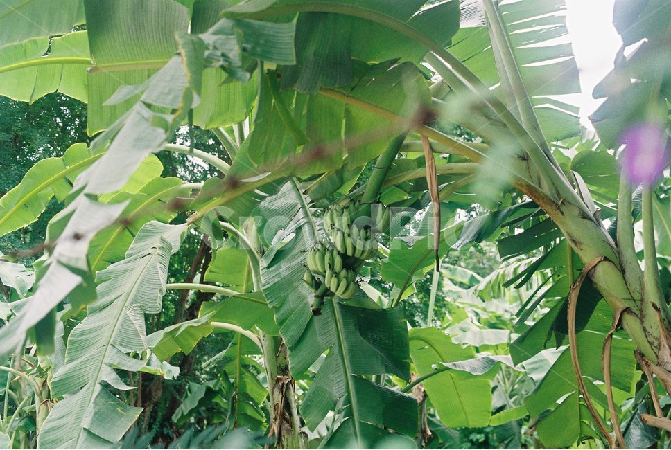 방콕,바나나,바나나나무,농장,바나나농장,초록,우거진,필름사진,식물,자연,plants,nature,나무,trees,wood,과일,열매,fruit