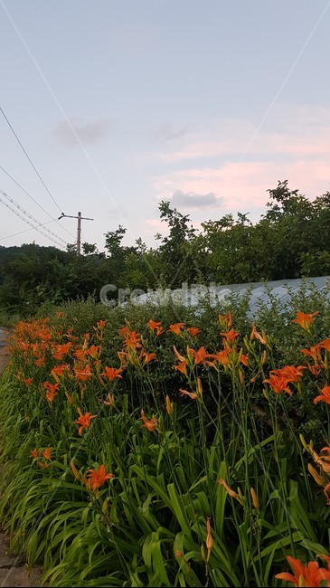 식물,blossom,flower,꽃,daisies,daisy,데이지,flowers