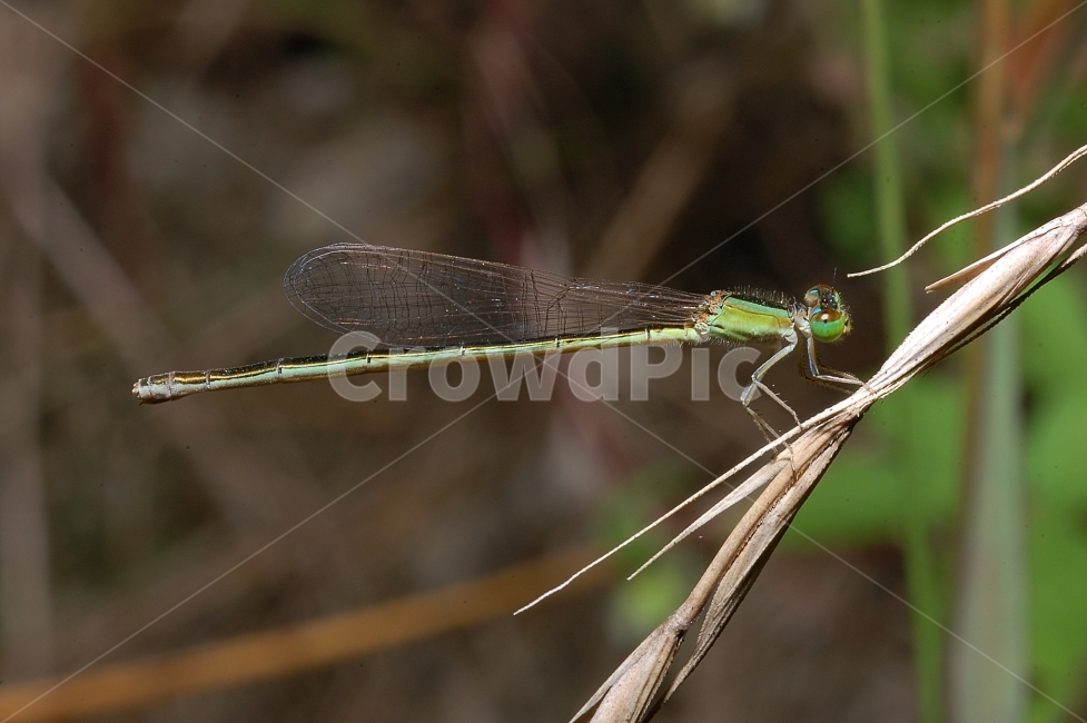 자연,곤충,접사,벌레,근접촬영,Closeup,nature,insects,실잠자리,풀잎,동물,animal,곤충,벌레,insect,bug