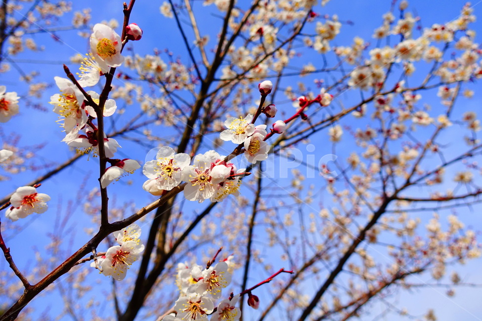 plant,식물,blossom,flower,꽃,매화,매화꽃,봄,계절,spring,season,식물,자연,plants,nature,꽃,flower