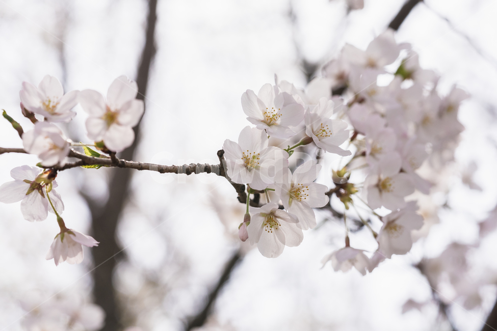 봄,꽃,벗꽃,자연,풍경,봄,계절,spring,season,식물,자연,plants,nature,꽃,flower,plant,blossom