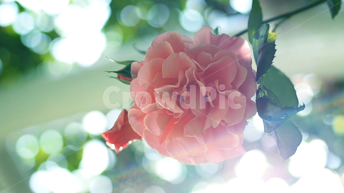 자연,꽃,풀,장미,감성,flower,nature,rose,분홍색,핑크,pink,보케,빛