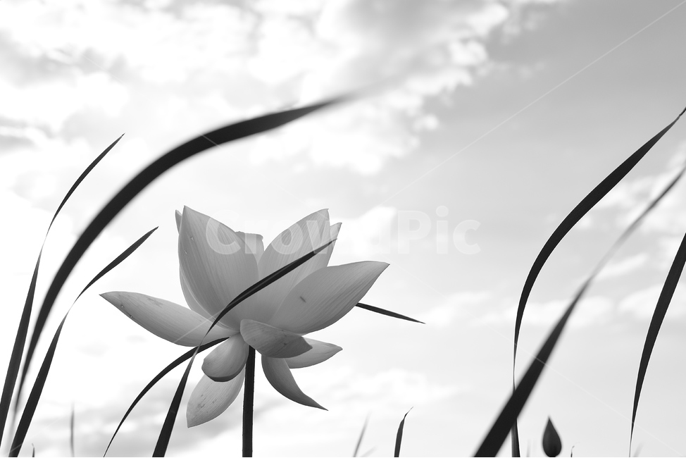 연꽃,연꽃사진,개화,묵언,자연,식물,자연,plants,nature,꽃,flower,흑백,모노톤,monochrome,black and white