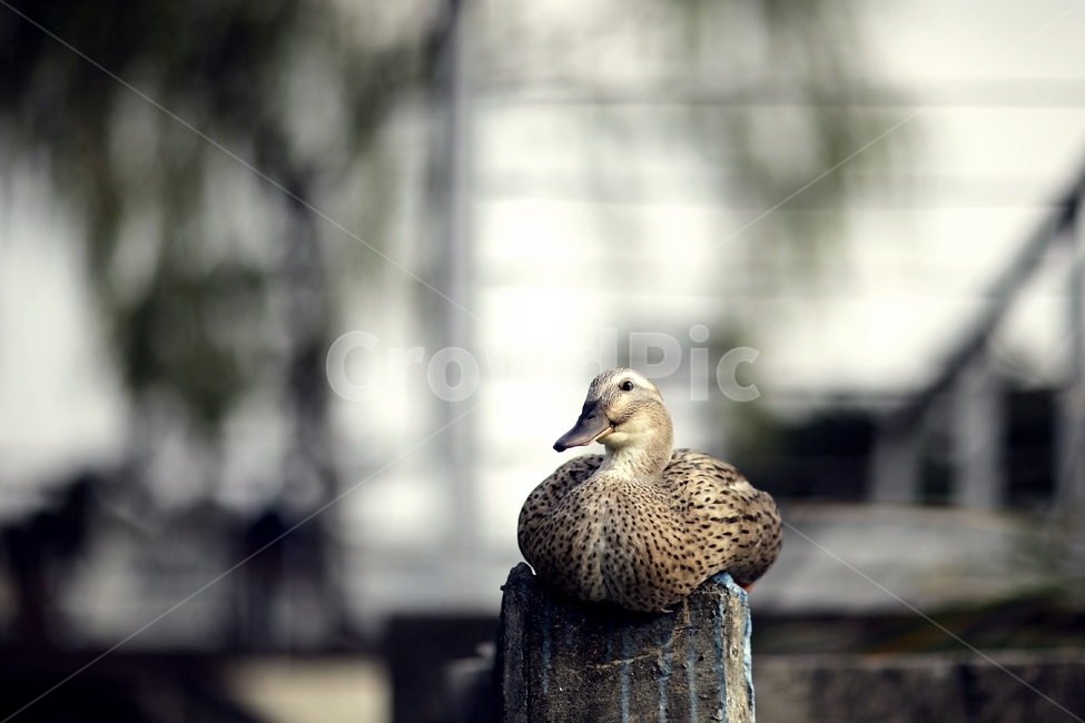 오리,duck,조류,공원,정물,동물,animal,조류,새,birds
