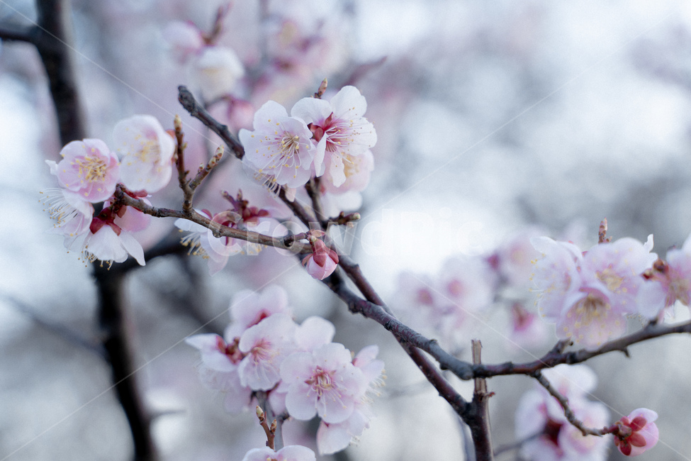 벚꽃,꽃,flower,자연,봄,spring,blossom,식물,자연,plants,nature,꽃,flower