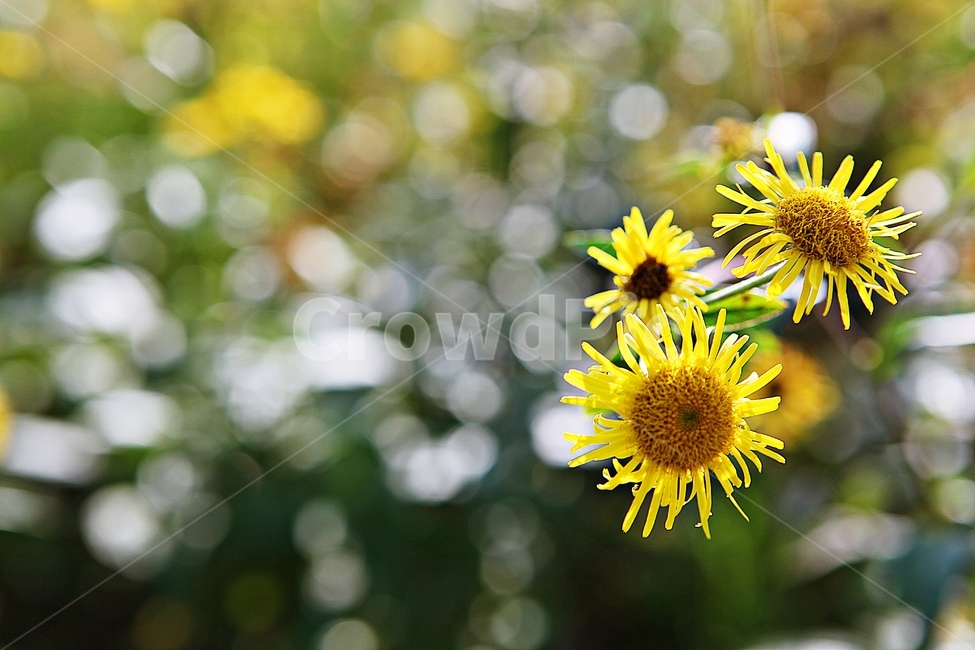 금불초,꽃,꽃잎,식물,가을,공원,자연,야외,식물,자연,plants,nature,꽃,flower