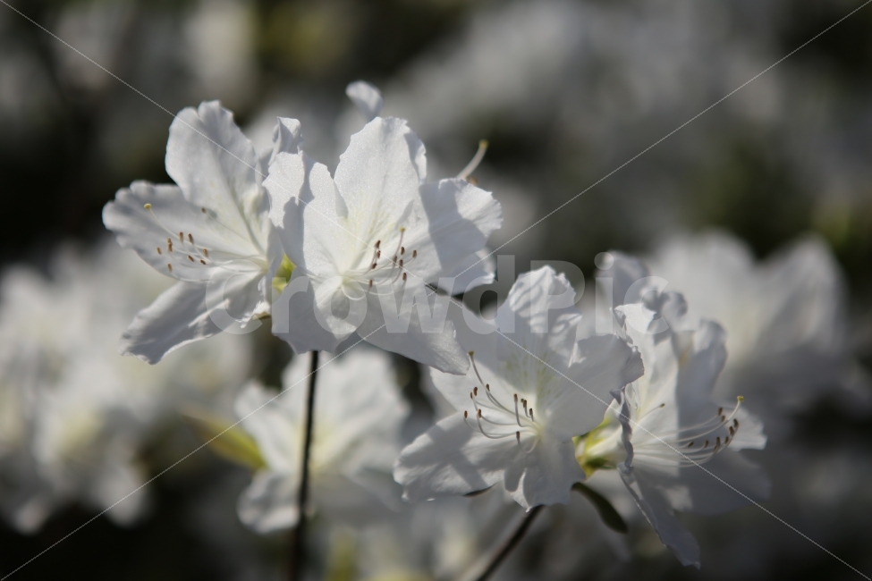 꽃,흰색,배경,철쭉,진달래,파워포인트,ppt,봄,계절,spring,season,식물,자연,plants,nature,꽃,flower,plant