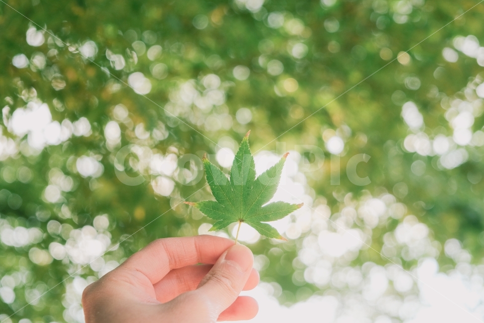 가을,단풍,낙엽,보케,감성,감성사진,아웃포커싱,식물,자연,plants,nature,사람,인물,인간,human,person,신체일부,몸,body,감성,sensible,feeling,휴식,힐링,rest,relaxation,healing