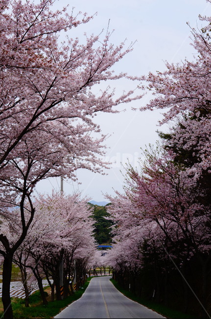 벚꽃,풍경,봄,꽃길,나무,봄,계절,spring,season,자연,풍경,nature,landscape,plant,식물,blossom,꽃,cherry blossom,flower