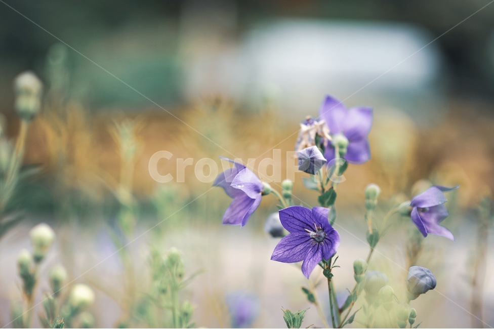 꽃,식물,flower,도라지꽃,blossom,보라색,보라,자연,식물,자연,plants,nature,꽃,flower