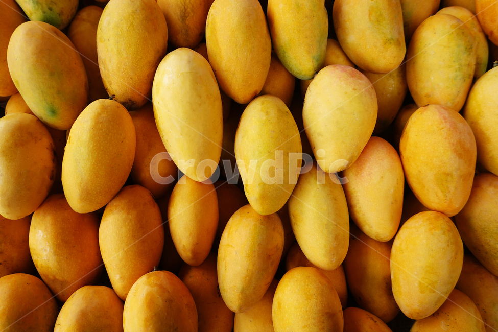 plant,식물,fruit,과일,mango,망고,food,음식,과일,열매,fruit