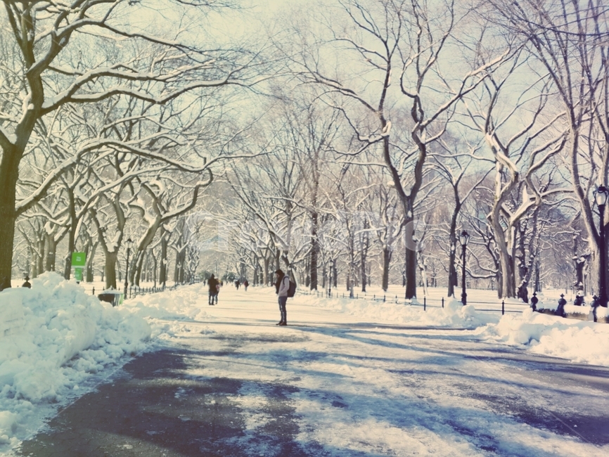 센트럴파크,겨울,눈,나무,길,겨울,계절,winter,season,자연,풍경,nature,landscape,storm,폭풍,outdoors,옥외,snow,blizzard,눈보라