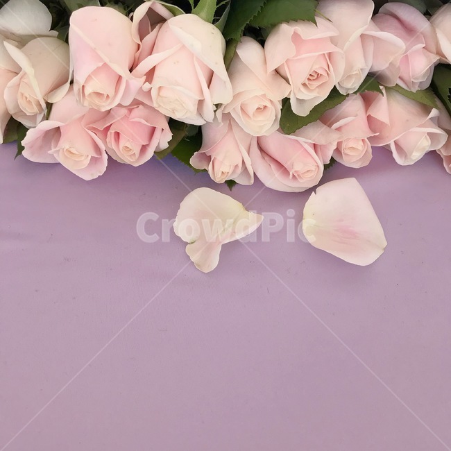 plant,식물,blossom,꽃,flower,flowerbouquet,꽃부케,flowerarrangement,꽃꽂이,rose,pink,purple,pure,청순,분홍장미,장미,여백,배경,글쓰기배경
