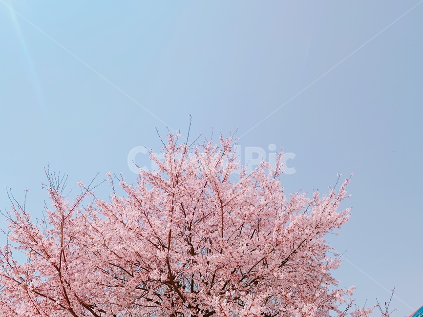 벚꽃,벚꽃나무,하늘,감성,봄,cherryblossom,spring