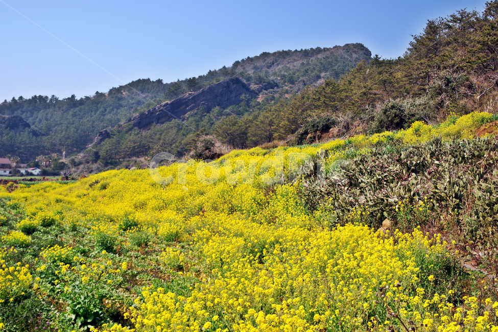 유채꽃,제주,봄,사계리,산방산,단산,자연,바굼지오름,봄,계절,spring,season,자연,풍경,nature,landscape,한국자연풍경,한국자연경관,korea nature landscape,제주도,jeju,jeju island,outdoors,옥외,grassland,목초지,field,들