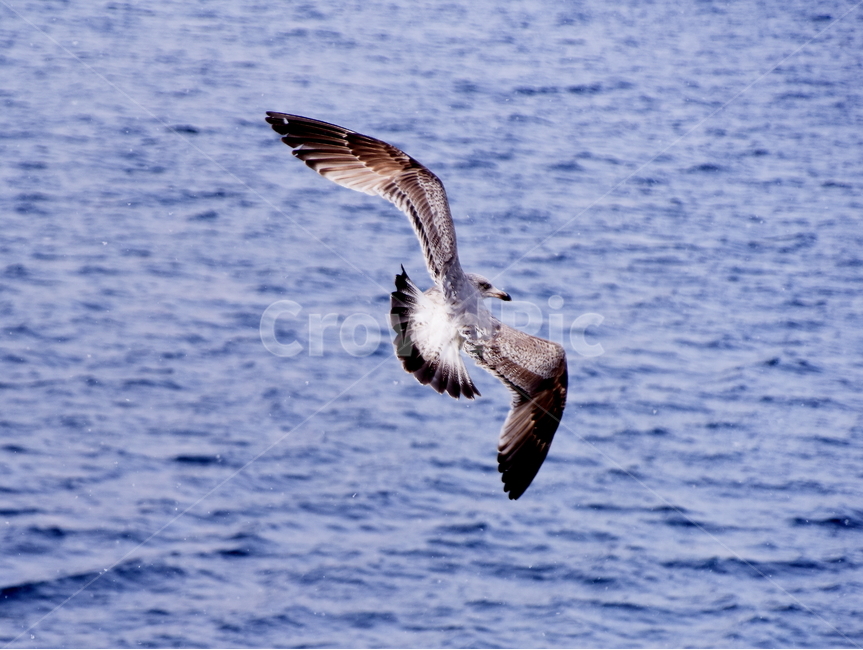 갈매기,비상,호수,겨울,새,seagull,bird,lake,winter,동물,animal,조류,새,birds