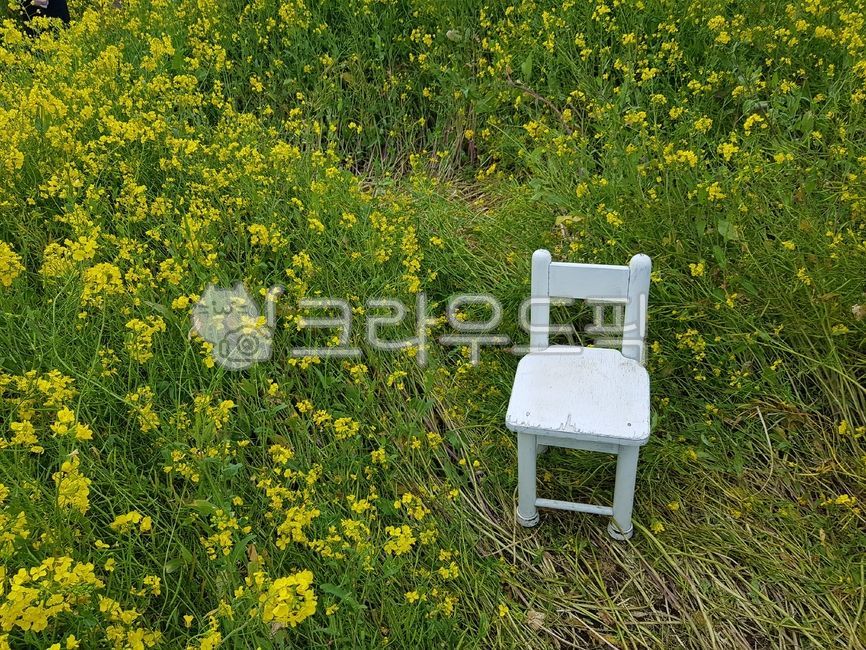 Jeju rapeseed,Jeju Island Rape Flowers,rape flower,rapeblossoms,rape flower field