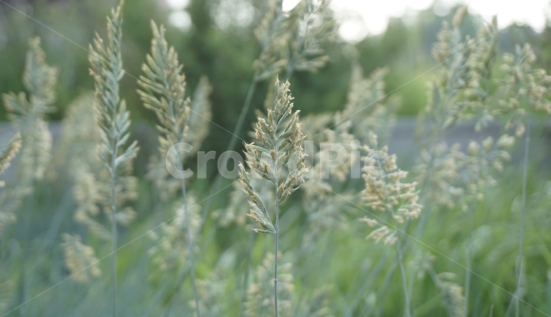 감성사진,감성,식물,느낌,갈대,초록,풀밭,풀,잔디,식물,자연,plants,nature