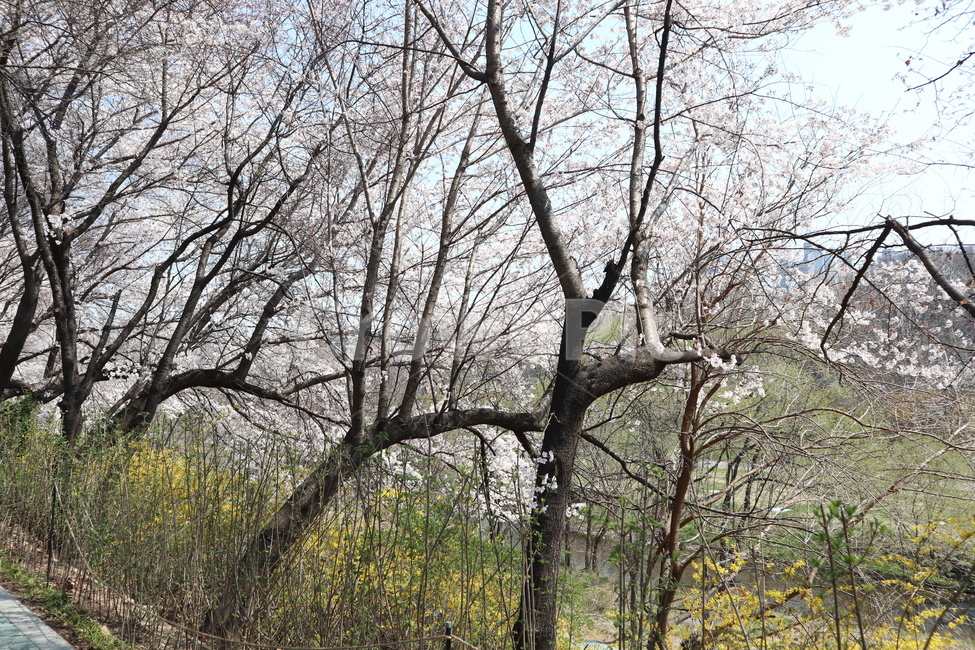 벚꽃,봄,벚꽃나무,나무,tree,plant,식물