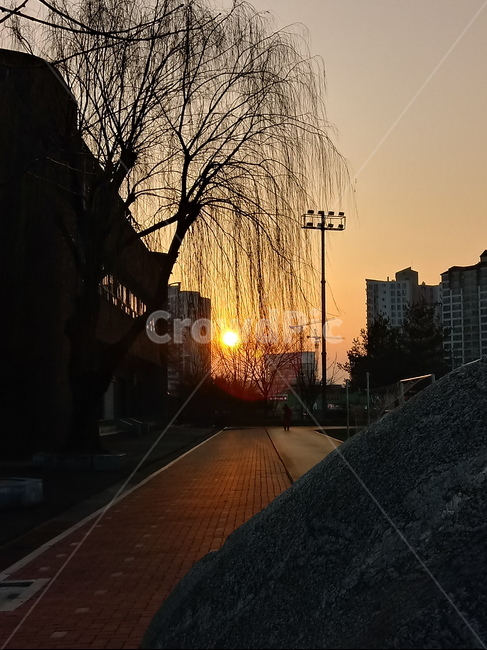 일출,해돋이,태양,옥외,자연,나무,붉은하늘,햇빛,하늘,빛,새벽,sunset,outdoors,sunlight,nature,redsky,sky