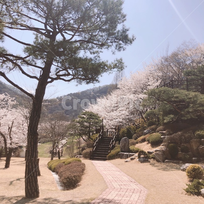 분홍,봄,벚꽃,나무,하늘