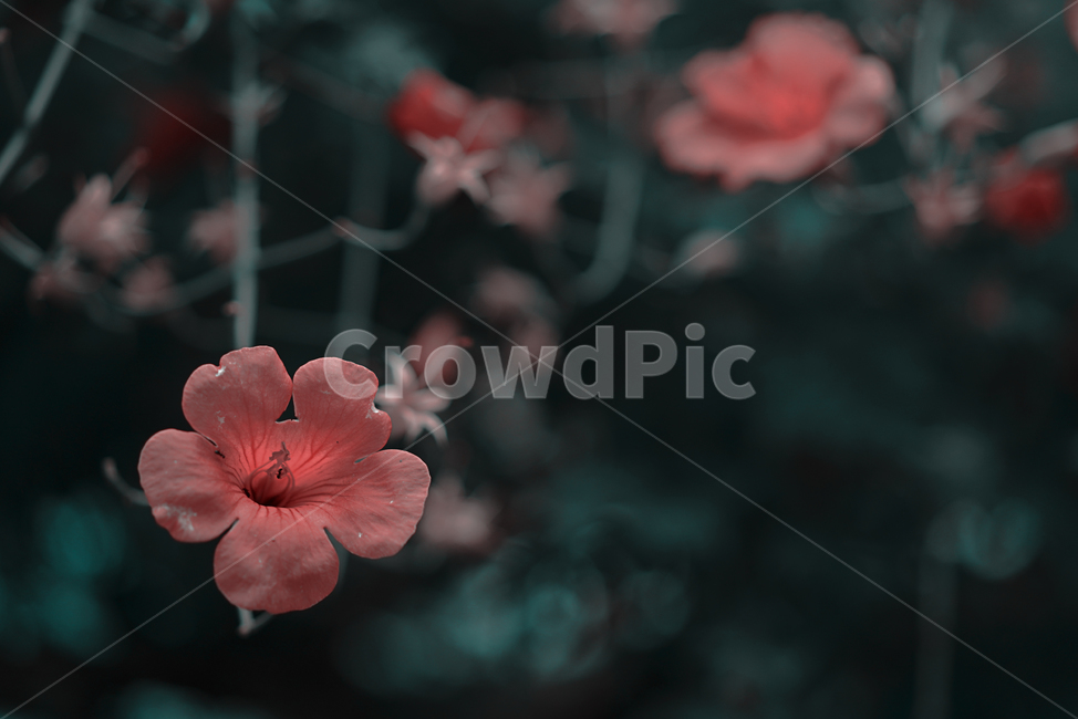 능소화,꽃,컬러,색감,주황,생명,식물,생물,flower,식물,자연,plants,nature,꽃,flower