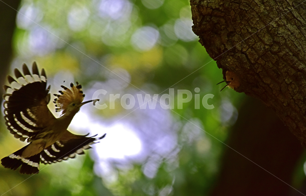 후드티,hoopoe,upupaepops,철새,여름철새,조류,여름새,파도비행,오디새,동물,animal,조류,새,birds