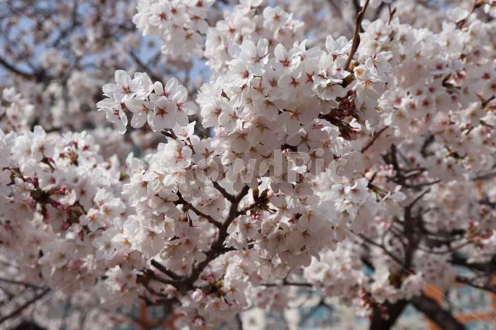 꽃,벚꽃,flower,cheeryblossom,spring,봄,나무,4월,tree,자연,식물,벚나무,꽃나무,봄,계절,spring,season,식물,자연,plants,nature,꽃,flower,plant,blossom