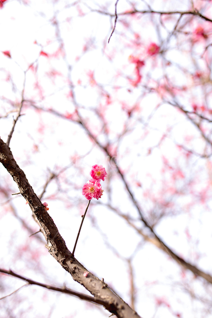 홍매화,한국,꽃,감성,봄,핑크,분홍,매화나무,봄,계절,spring,season,식물,자연,plants,nature,꽃,flower,plant,blossom,cherry blossom,벚꽃