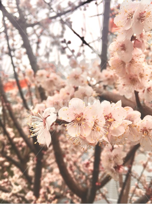 봄,꽃,나들이,cherryblassom,flowers,봄꽃
