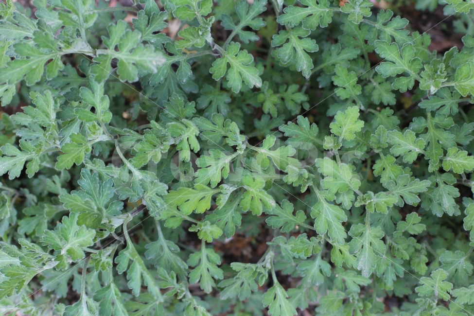 패턴,쑥,배경,초록,풀잎,힐링,식물,자연,plants,nature
